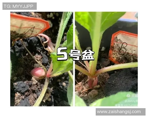 萝卜控制时长的科学解析与实际应用探讨